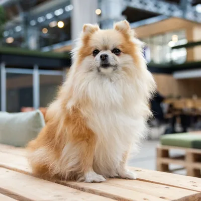 @pomeranianpea profile image