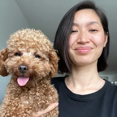 @poodletoyromeo profile image