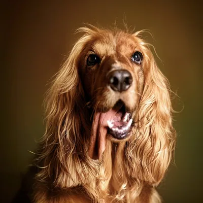 @postothezippypuppy profile image