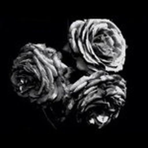 @preia profile image
