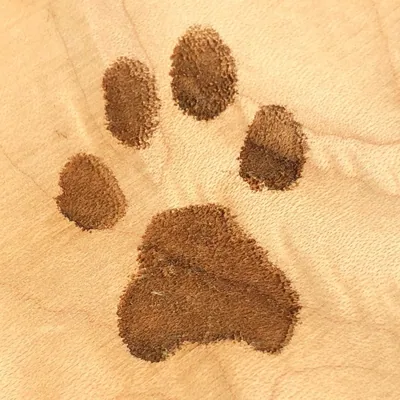 @prideofkittycats profile image