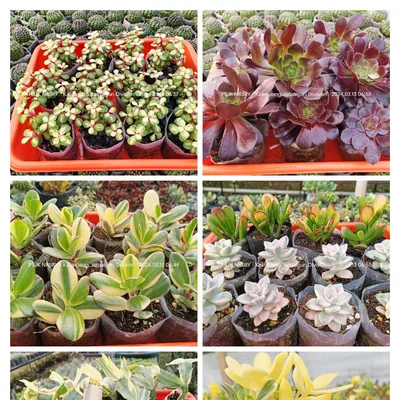 @psjknursery_ profile image