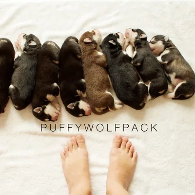 @puffywolfpack profile image