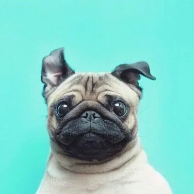 @pugsreacts profile image