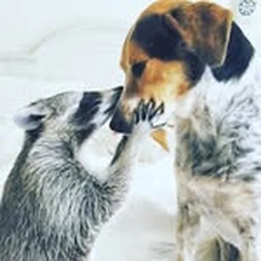 @pumpkintheraccoon profile image