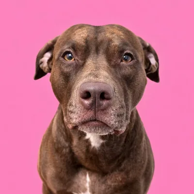 @puppyandthecity profile image