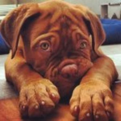@puppyofday profile image