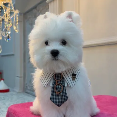 @puppypick.official profile image