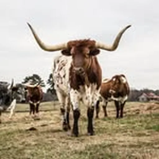 @pursellfarms profile image