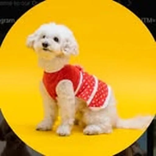 @quick_petcare_tips profile image