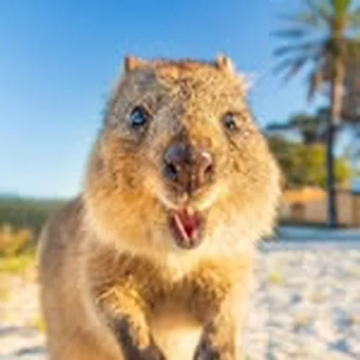 @quokkahub profile image