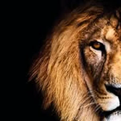 @rabatzoo profile image