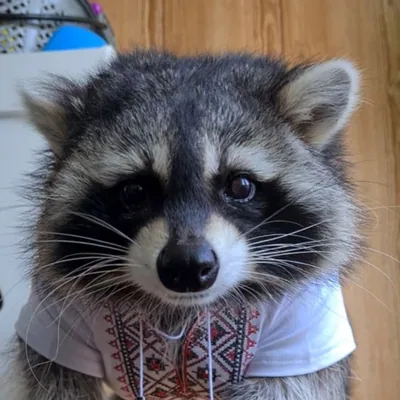 @raccoon.patrick profile image