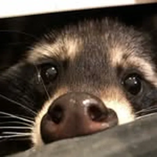 @raccoon_motivation profile image