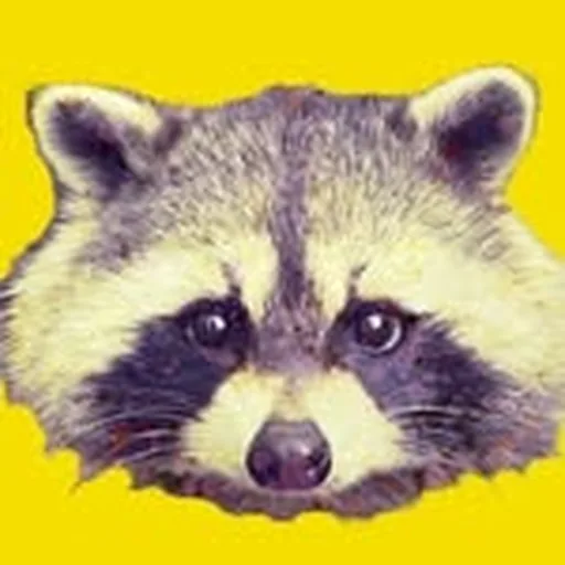 @raccoonmotel profile image