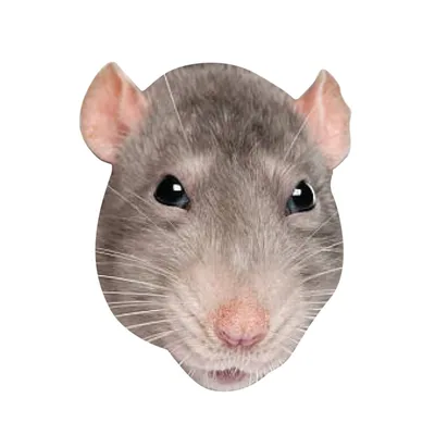 @ratwithabignose profile image