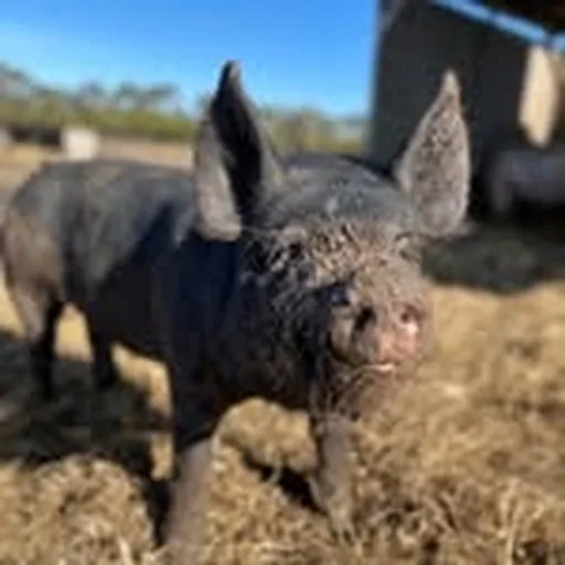 @ravenscreekfarm profile image