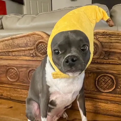 @ravioli.linguini profile image