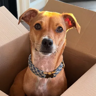 @readyfreddie_therescue profile image