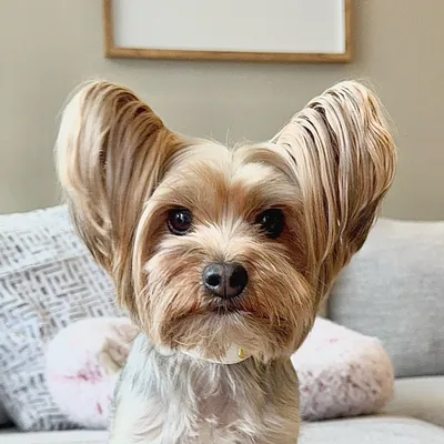 @real_puplife_with_bailey profile image