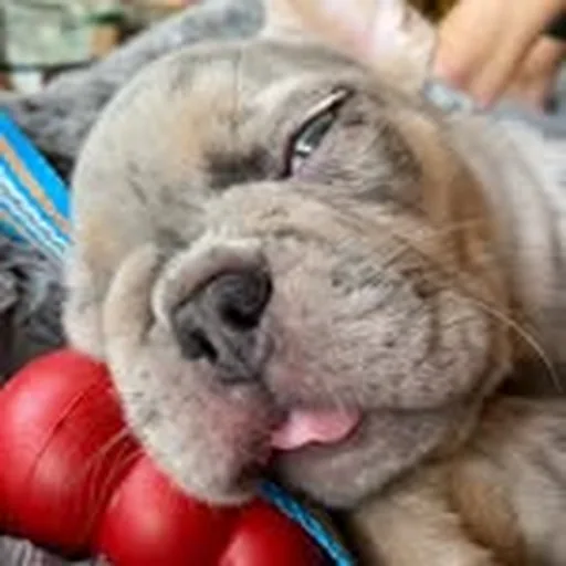 @realgreggutfeld profile image