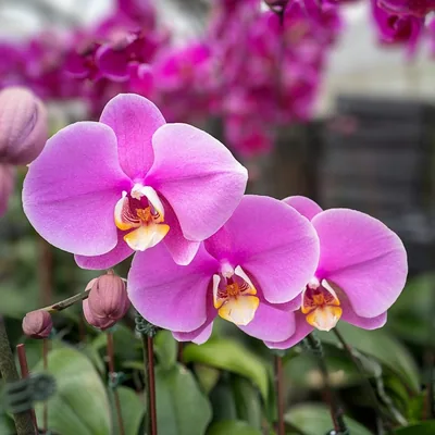 @realorchidsofny profile image