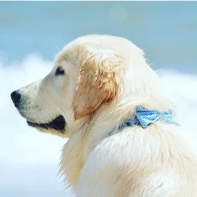 @reauxretrievers profile image