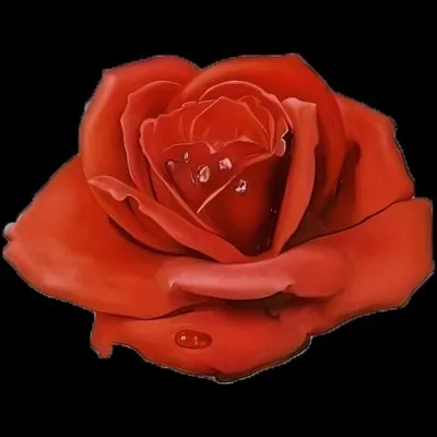 @rednotchilipeppers profile image