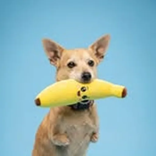 @refugio_rexendospatas profile image