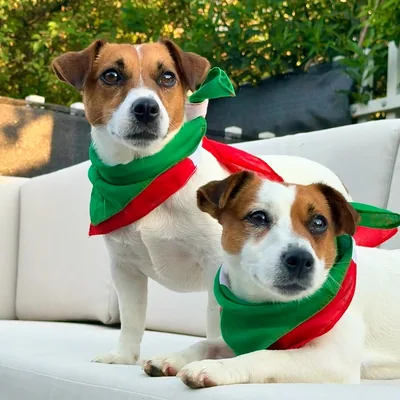 @regina_vittoria_jrt profile image