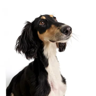 @remusthesaluki profile image