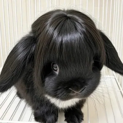 @renmuccino profile image