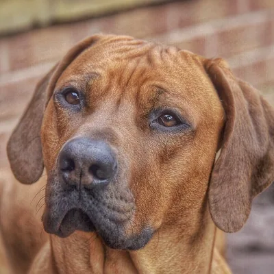 @rhodesianridgebacksuniverse profile image