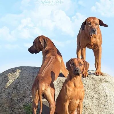 @ridgebackcommunity profile image