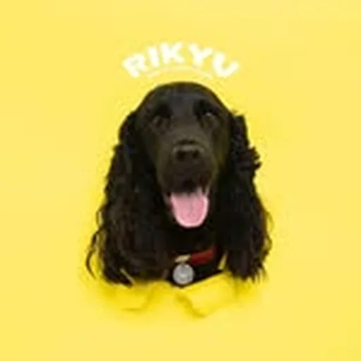 @rikyu_the_cocker profile image