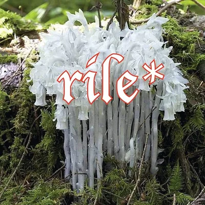 @rile.books profile image