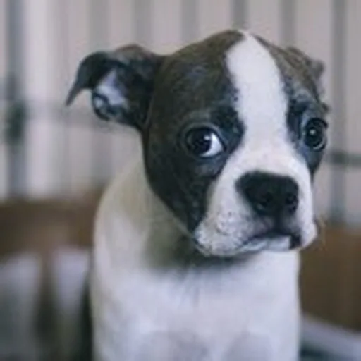 @riobluebostonterrier profile image