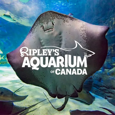 @ripleysaquaca profile image