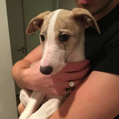 @riverthewhippet profile image