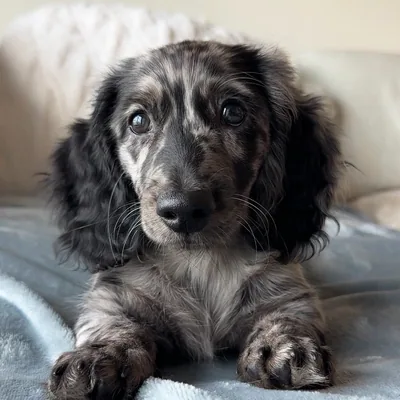 @roccotheweenie profile image