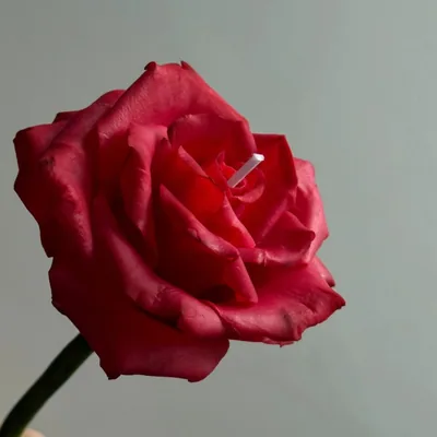 @rosalysoap_diy profile image