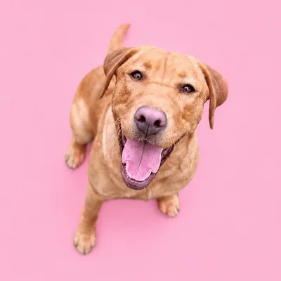 @rosiethe.redlab profile image