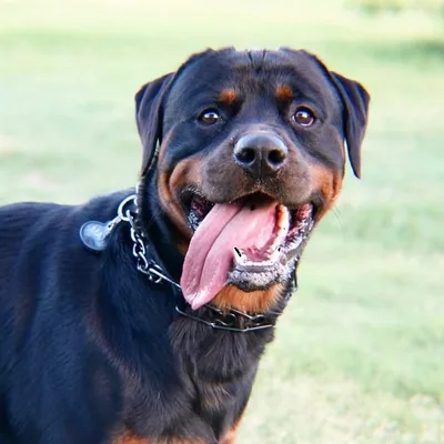 @rottie_madmax profile image