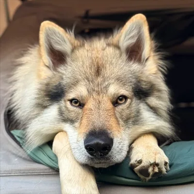 @saiko_wolfdog profile image