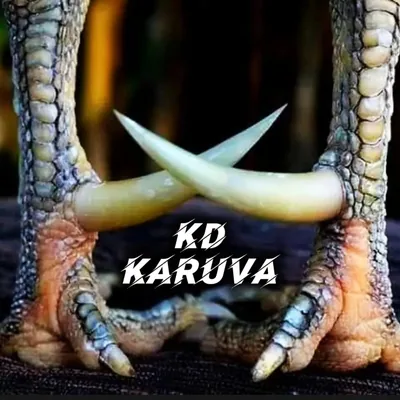 @sandai_koliyin_kadhalan_2.0 profile image