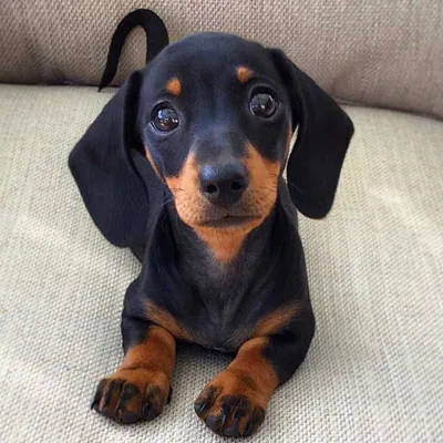 @sausagedog.city profile image