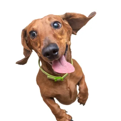 @sausagedogcentral profile image