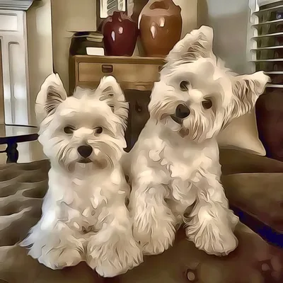 @scarlet_and_grayce profile image