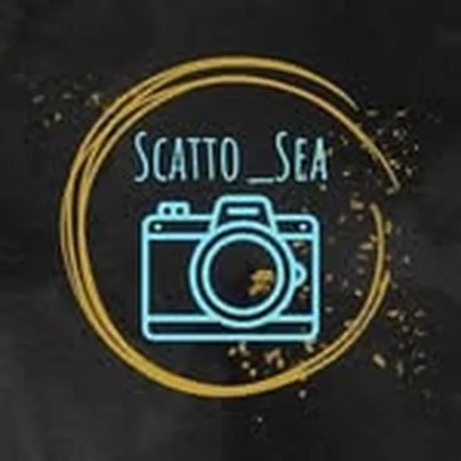 @scatto_sea profile image