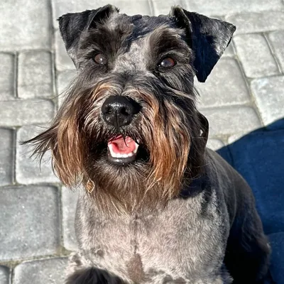 @schnauzerwinstonwoodford profile image